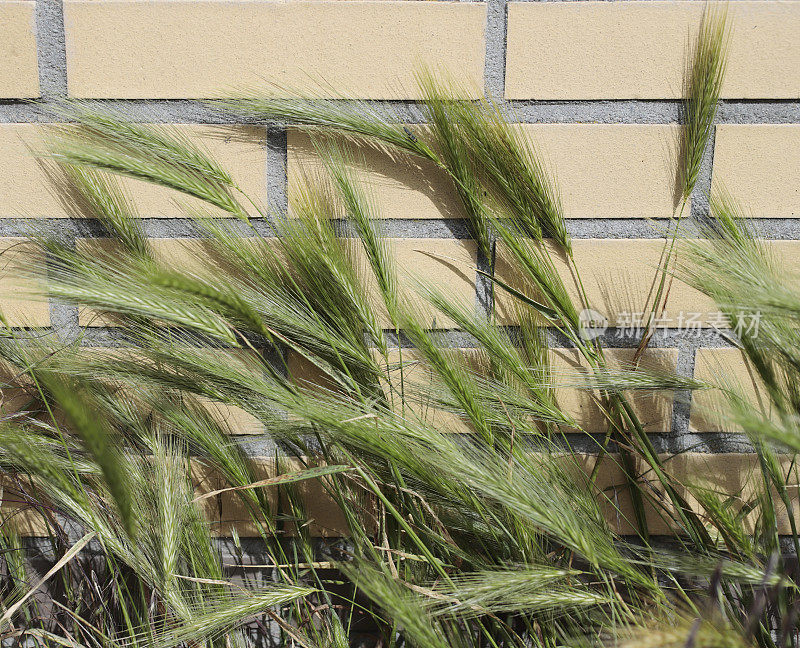 青稞(Hordeum murinum)